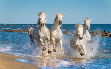 Résidence Les Jasses de Camargue