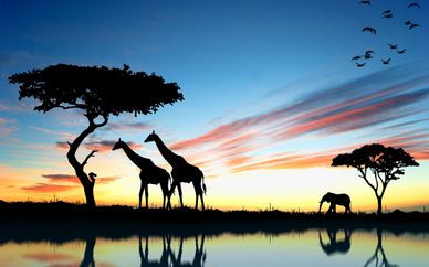 Pinewood Beach Resort and Spa 4* & Safari