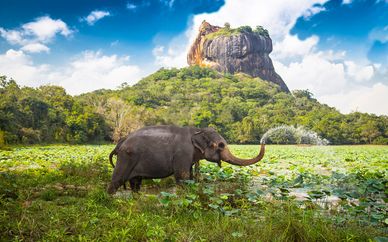 Tour dello Sri Lanka in 5 notti + estensione mare