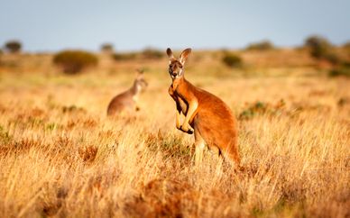 Tour alla Scoperta dell'Australia