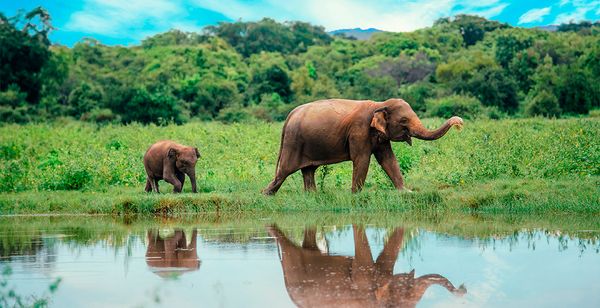 Sri Lanka en 8 o 10 noches