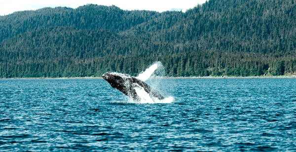 Canadá con avistamiento de ballenas y Nueva York opcional