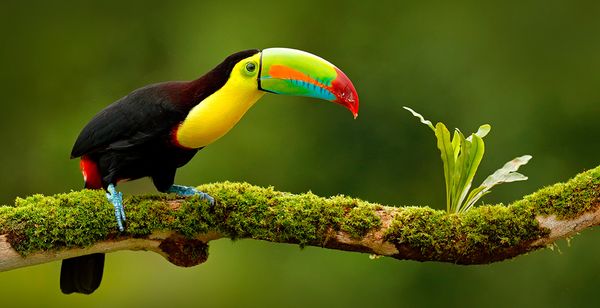 Combinado por Costa Rica