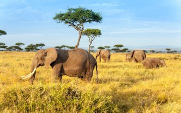 Safari mit einzigartigen Natur- und Tiererlebnissen & Fruit & Spice Wellness Resort 5*