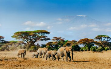 Privatsafari in 3 - 6 Nächten + Maharaja Boutique Hotel 5*