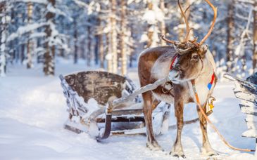 Rondreis van 4 of 7 nachten door Lapland