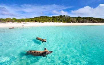 Eurostars Winter Haven 4* & Kreuzfahrt