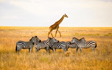 Safari in 4, 5 oder 6 Nächten & Sunshine Marine Lodge