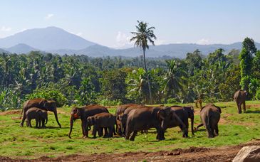 Private Rundreise: Exotische Entdeckung in Sri Lanka 