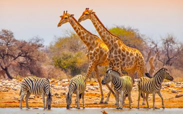 Autotour: Wilde Tiere und imposante Wasserfälle