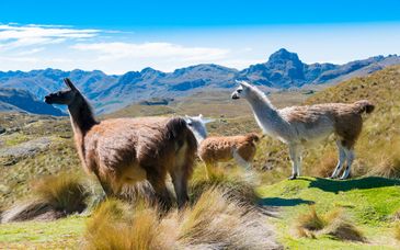 Kreuzfahrt durch das Amazonasgebiet mit Aufenthalt in Quito und Cotopaxi