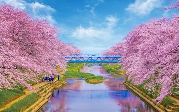 Circuito en libertad: Las 1001 facetas de Japón de 12 a 17 noches