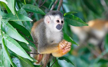 Circuito en grupo: Tesoros Naturales de Costa Rica - Extensión opcional en Panamá