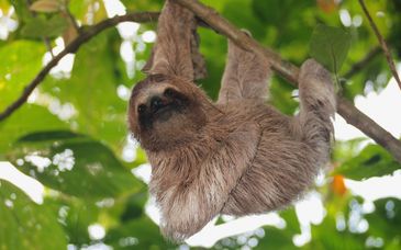 Circuito privado: Ciudad, selva y playa de Panamá de 8 a 21 noches