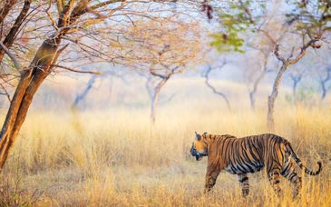 Circuito en grupo: Taj Mahal y safari de tigres en 8 noches