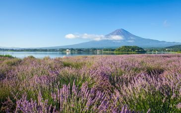 Circuito en libertad: Monte Fuji y tesoros japoneses en 11, 13 o 15 noches