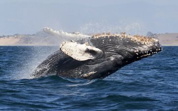 Autotour : Baja California à la rencontre des baleines et préextension possible