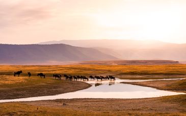 Circuit privé : Aventure au coeur de la savane