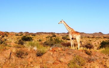 Safari au Letamo at Qwabi Private Game Reserve 