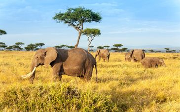 Circuito privato: Avventura nel cuore della savana