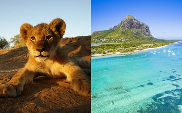 Circuito Big Five in Sudafrica + Radisson Blu Poste Lafayette Resort & Spa 4* - Adult Only