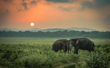 Tour Sri Lanka in hotel 4* + Avani Bentota Resort 5*