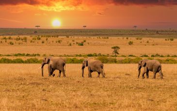 Safari van 4 of 6 nachten in Kenia + optioneel Sea Diamond Boutique Hotel & Spa Mauritius 5*