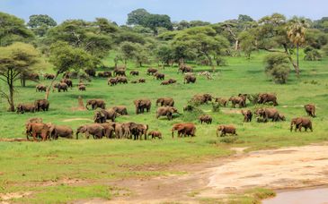 Duo: 4-7 night safari & Toa Hotel & Spa 5*