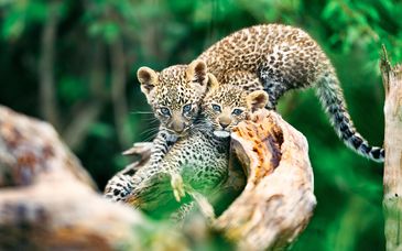 4-6 night safari: Amboseli & Masai Mara