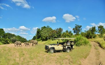 7 to 14-night safari at Kubu Safari Lodge 4*