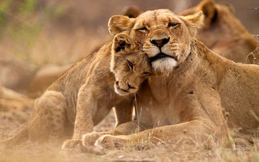 Kruger Maroela Lodge & Spa
