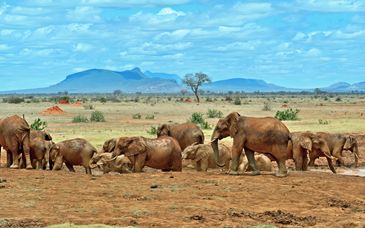 5-night safari: Essence of Kenya