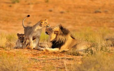 Safari al Nkambeni Safari Camp