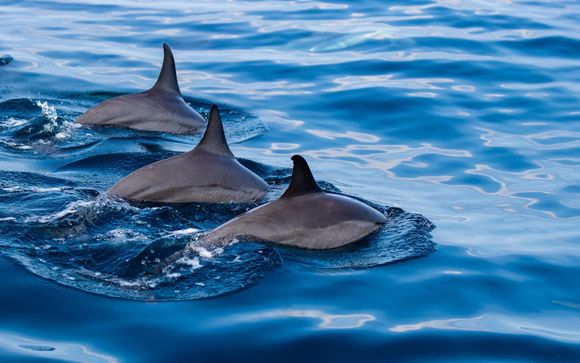 Delphinbeobachtung und Schnorchelkreuzfahrt