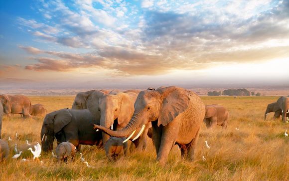 Safari in einem privaten Wildreservat