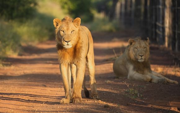Ihr Aufenthalt im La Kruger Lifestyle Lodge 4*