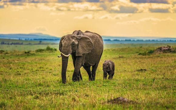 Erleben Sie spannende Safaris