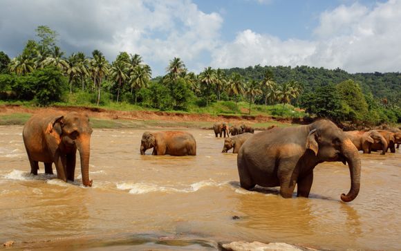 Mettez une option sur l