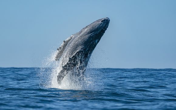 Mettez une option sur l