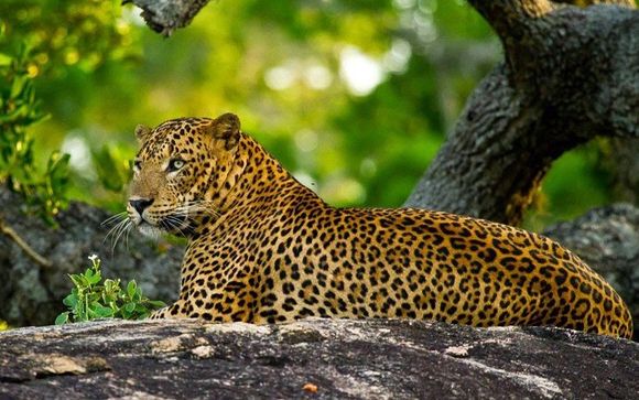 Welkom in... Sri Lanka!