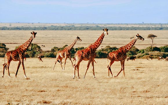 Votre safari en un clin d'oeil