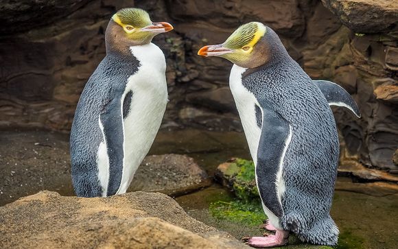 Mettez une option sur l’évasion en Nouvelle-Zélande