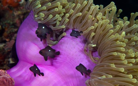 Zoom sur votre programme avec le Carpe Novo