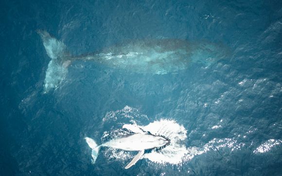 Im Angebot enthalten