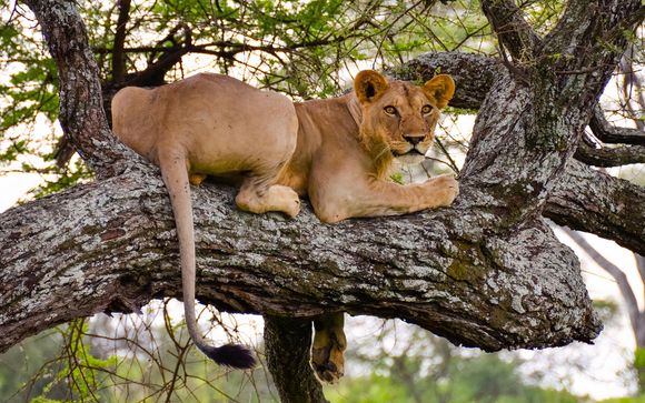 Ihre Safari im Detail