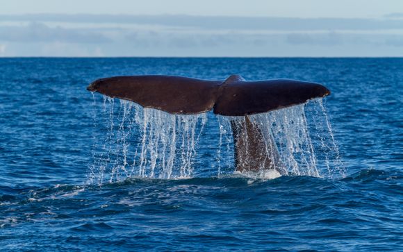 Ihre Ausflugsoptionen