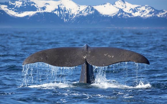 Ihre Ausflugsoptionen
