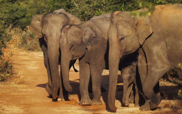 Ihre Ausflugsoptionen