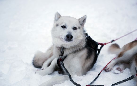 Besuch einer Husky-Farm und Schlittenfahrt (Dauer: 1 Stunde)