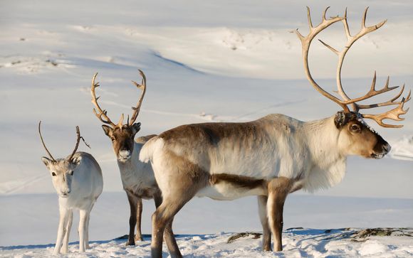 Im Angebot enthalten